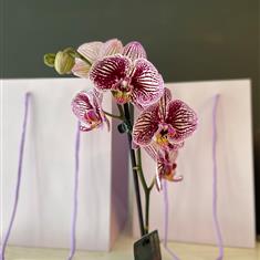 orchid Plant