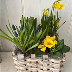 Spring bulb basket