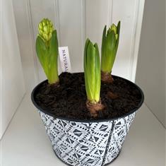 Hyacinth planter