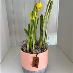 Narcissi Pot