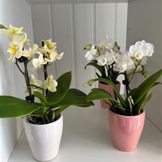 Mini Orchids