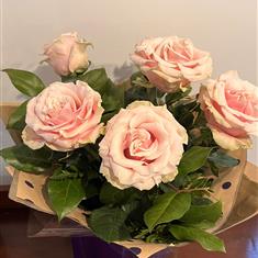 6 pink roses